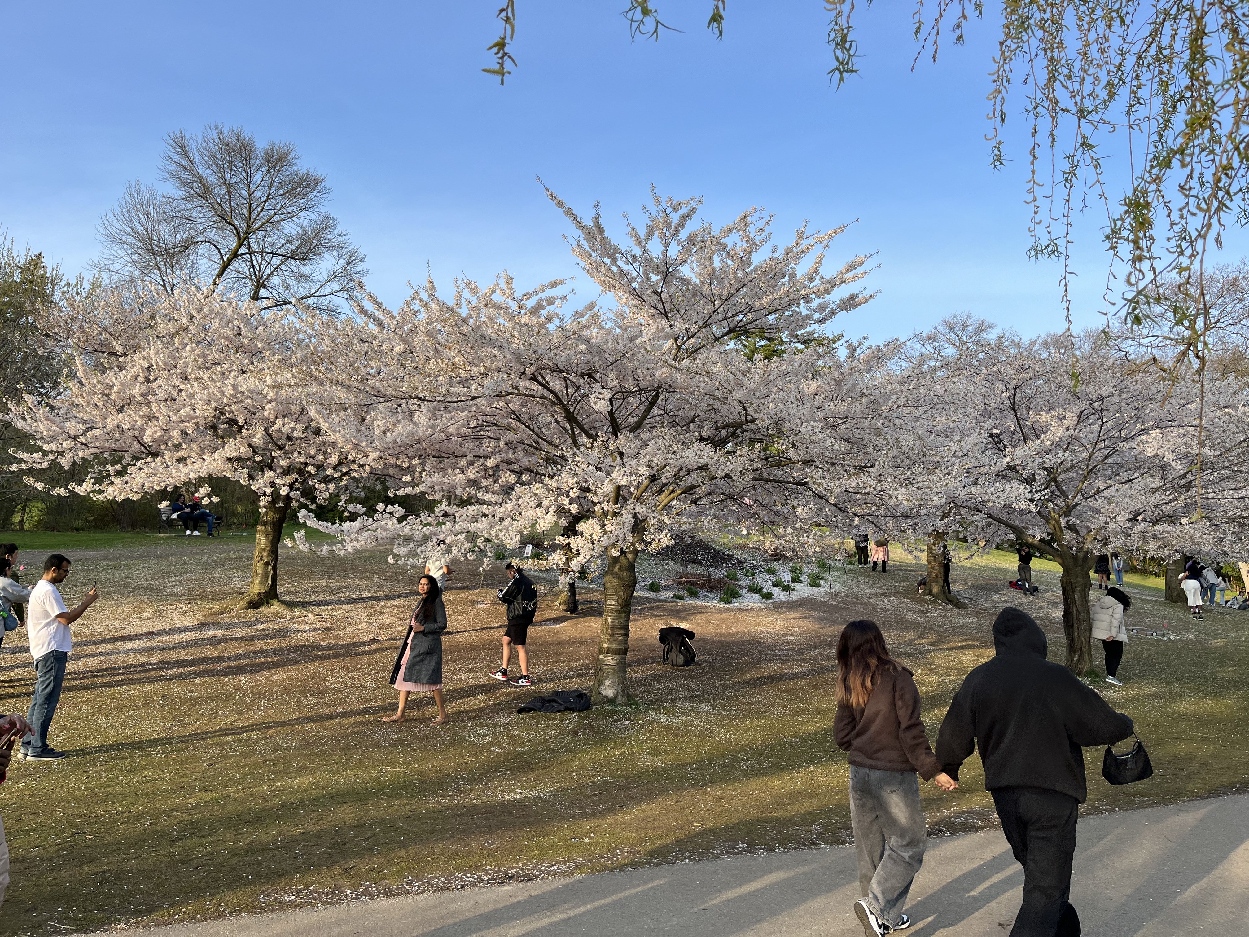 Cherry blossoms in Toronto